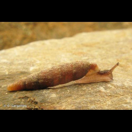 <i>Clausilia bidentata bidentata</i> (Strøm, 1765) &copy; O. Gargominy