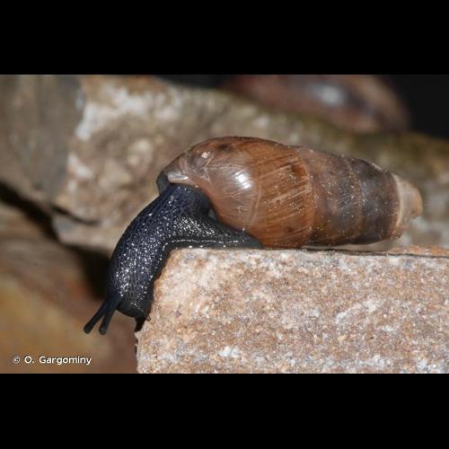 <i>Rumina decollata</i> (Linnaeus, 1758) © O. Gargominy
