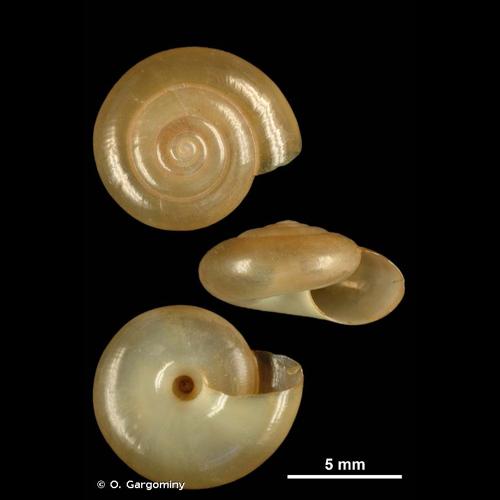 <i>Oxychilus navarricus helveticus</i> (Blum, 1881) &copy; O. Gargominy