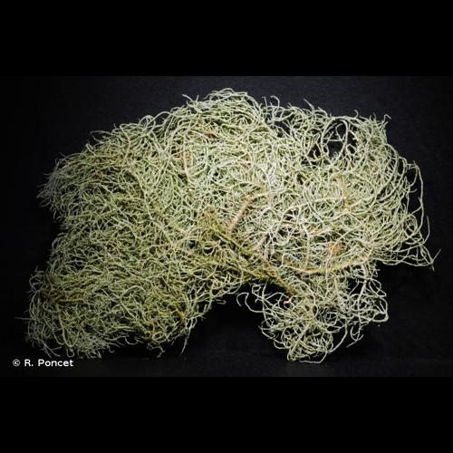 <i>Usnea glabrescens</i> (Nyl. ex Vain.) Vain., 1925 © R. Poncet