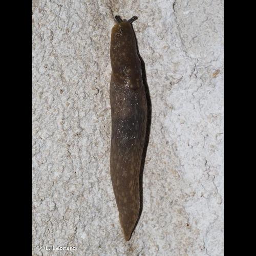 <i>Limacus flavus</i> (Linnaeus, 1758) &copy; L. Léonard