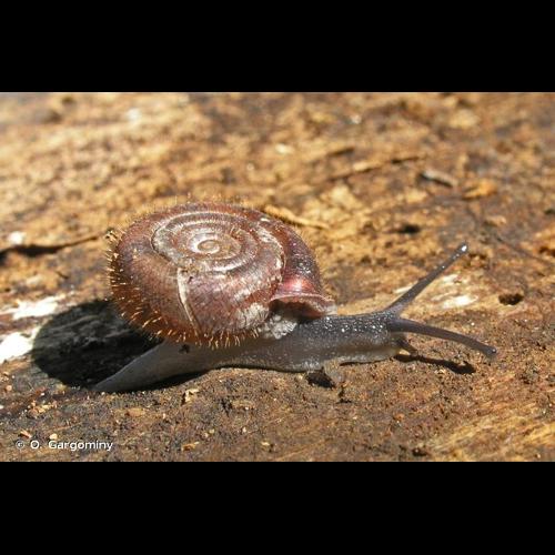 <i>Helicodonta obvoluta obvoluta</i> (O.F. Müller, 1774) © O. Gargominy
