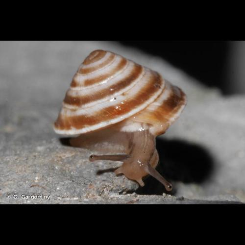 <i>Trochoidea elegans</i> (Gmelin, 1791) © O. Gargominy
