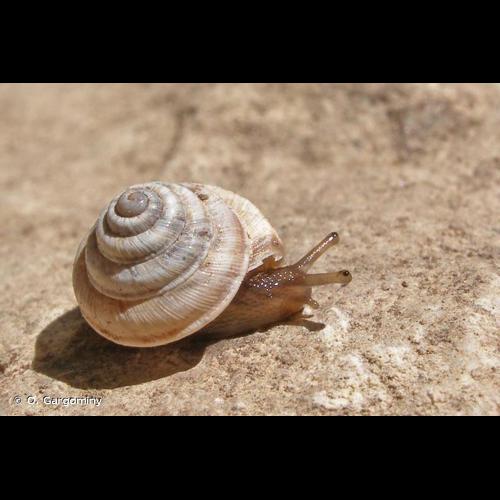 <i>Trochoidea trochoides</i> (Poiret, 1789) © O. Gargominy