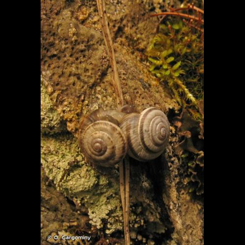 <i>Candidula unifasciata unifasciata</i> (Poiret, 1801) © O. Gargominy
