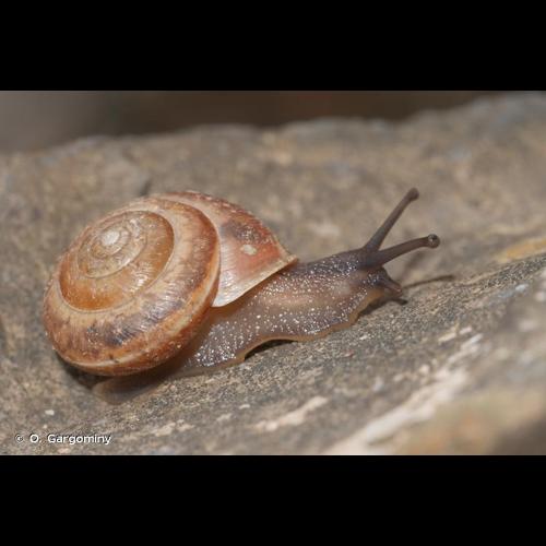 <i>Hygromia limbata limbata</i> (Draparnaud, 1805) © O. Gargominy