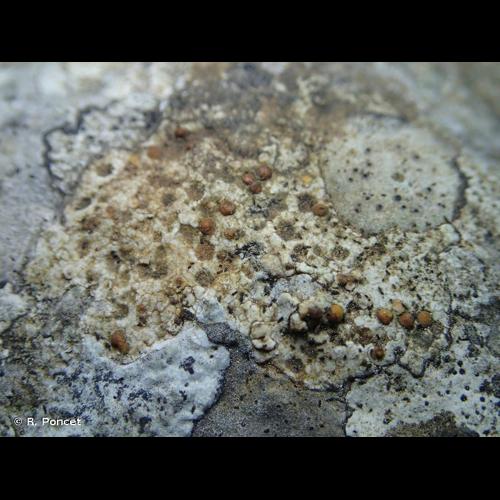 <i>Protoblastenia rupestris</i> (Scop.) J.Steiner, 1911 © R. Poncet