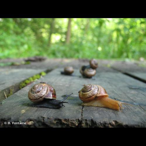 <i>Arianta arbustorum arbustorum</i> (Linnaeus, 1758) © B. Fontaine