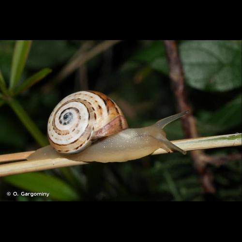 <i>Theba pisana pisana</i> (O.F. Müller, 1774) &copy; O. Gargominy