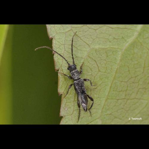 <i>Nathrius brevipennis</i> (Mulsant, 1839) &copy; J. Touroult