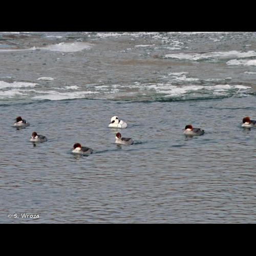 <i>Mergellus albellus</i> (Linnaeus, 1758) &copy; S. Wroza