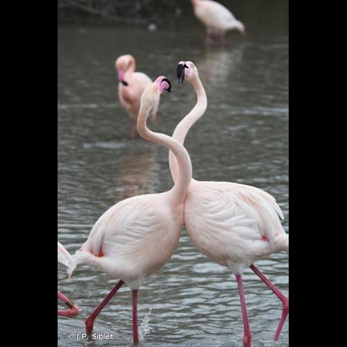 <i>Phoenicopterus roseus</i> Pallas, 1811 © J.P. Siblet