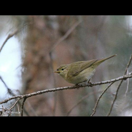 <i>Phylloscopus ibericus</i> Ticehurst, 1937 &copy; S. Wroza