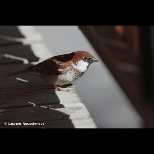 <i>Passer italiae</i> (Vieillot, 1817) © Laurent Rouschmeyer