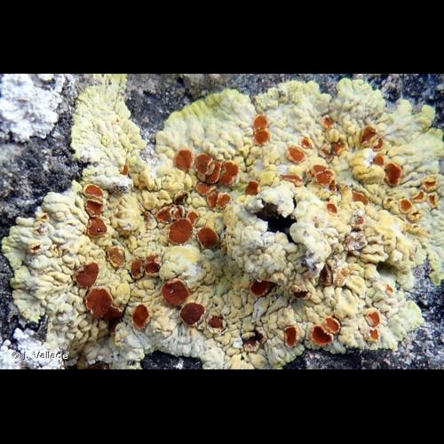 <i>Fulgensia fulgens</i> (Sw.) Elenkin, 1907 &copy; J. Vallade