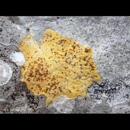 <i>Caloplaca ochracea</i> (Schaer.) Flagey, 1886 © J. Vallade