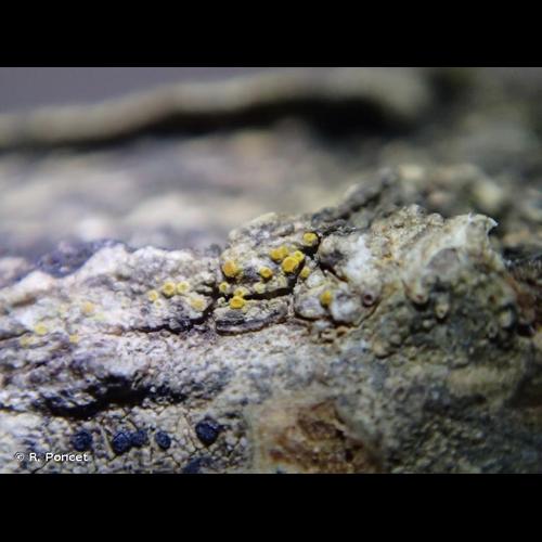 <i>Caloplaca cerinella</i> (Nyl.) Flagey, 1896 © R. Poncet