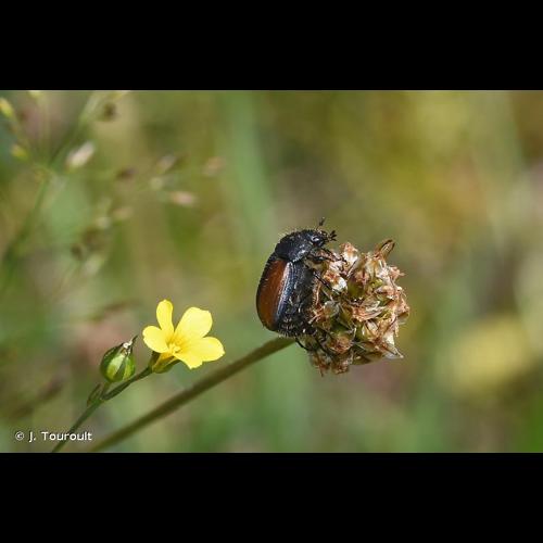 <i>Omaloplia ruricola</i> (Fabricius, 1775) © J. Touroult