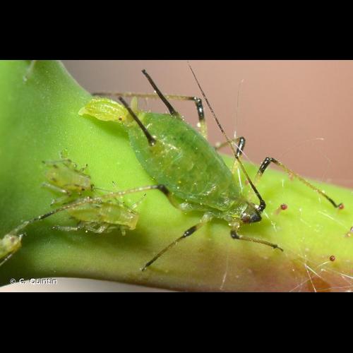 <i>Macrosiphum rosae</i> (Linnaeus, 1758) © C. Quintin
