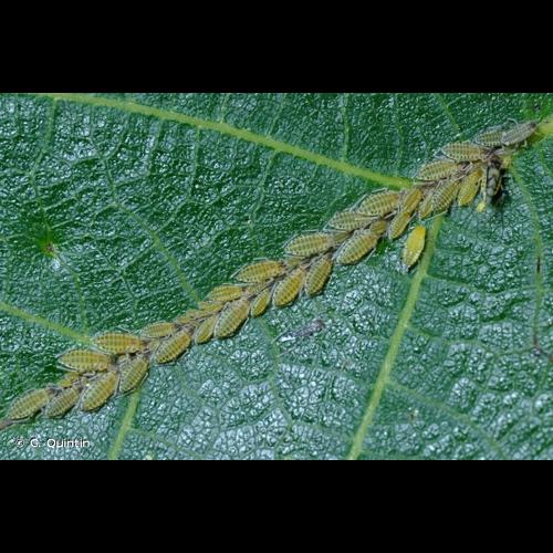 <i>Panaphis juglandis</i> (Goeze, 1778) © C. Quintin