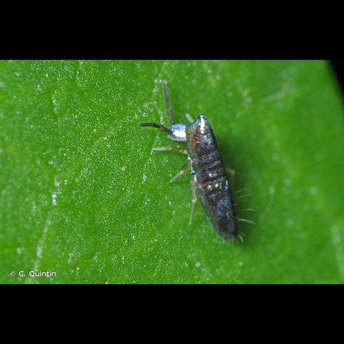 <i>Lepidocyrtus paradoxus</i> Uzel, 1891 © C. Quintin