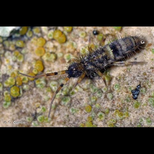 <i>Orchesella cincta</i> (Linnaeus, 1758) © C. Quintin