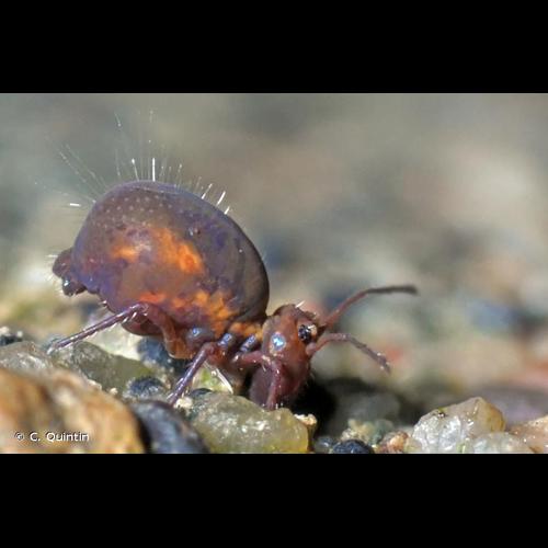 <i>Dicyrtoma fusca</i> (Lubbock, 1873) © C. Quintin