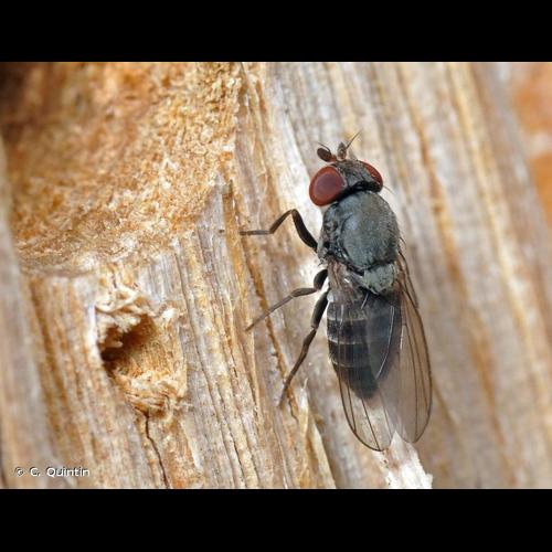 <i>Cacoxenus indagator</i> Loew, 1858 © C. Quintin