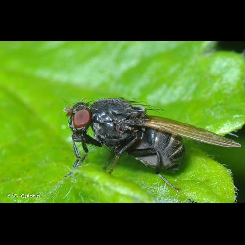 <i>Minettia longipennis</i> (Fabricius, 1794) © C. Quintin