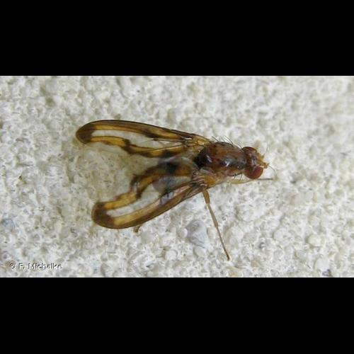 <i>Toxoneura muliebris</i> (Harris, 1780) © F. Michalke