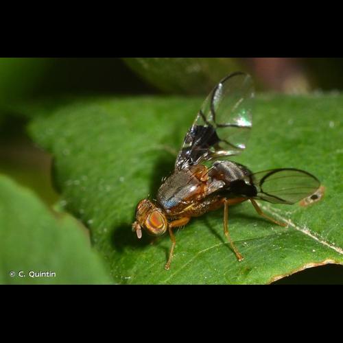 <i>Anomoia purmunda</i> (Harris, 1780) © C. Quintin