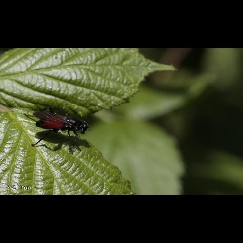 <i>Brachypalpoides lentus</i> (Meigen, 1822) © D. Top