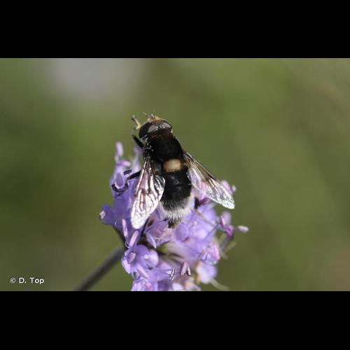 <i>Eristalis intricaria</i> (Linnaeus, 1758) © D. Top