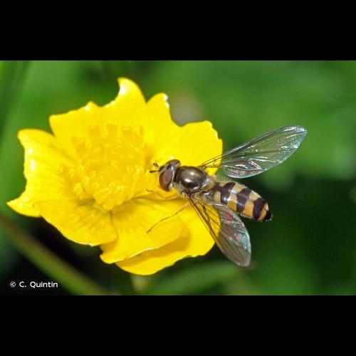 <i>Meliscaeva auricollis</i> (Meigen, 1822) © C. Quintin