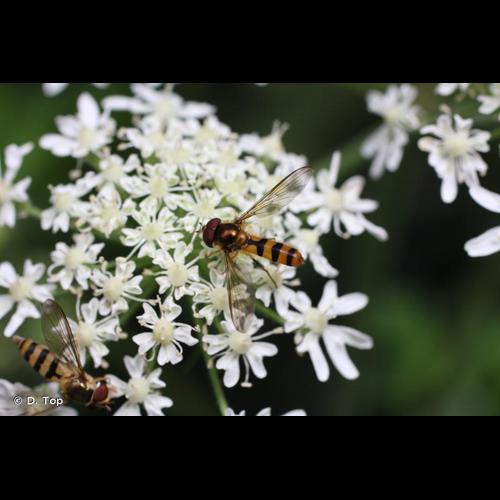<i>Meliscaeva cinctella</i> (Zetterstedt, 1843) © D. Top