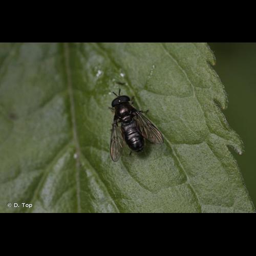 <i>Pipizella viduata</i> (Linnaeus, 1758) © D. Top