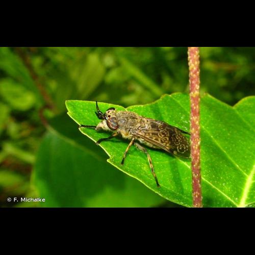 <i>Haematopota pluvialis</i> (Linnaeus, 1758) © F. Michalke