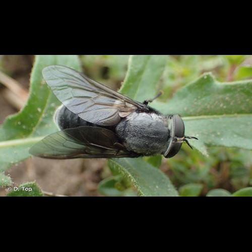 <i>Dasyrhamphis ater</i> (Rossi, 1790) © D. Top