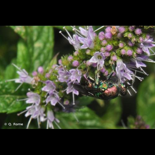 <i>Hedychrum rutilans</i> Dahlbom, 1854 © Q. Rome