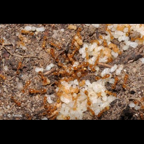 <i>Solenopsis fugax</i> (Latreille, 1798) © Q. Rome
