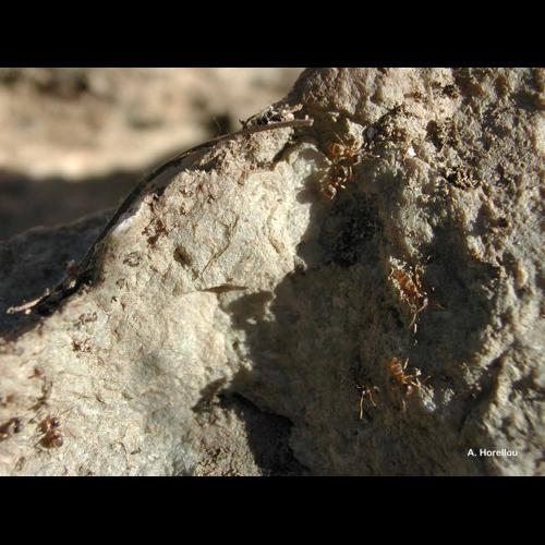 <i>Myrmica sabuleti</i> Meinert, 1861 © A. Horellou