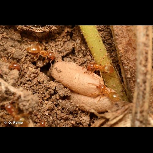 <i>Lasius flavus</i> (Fabricius, 1782) © Q. Rome