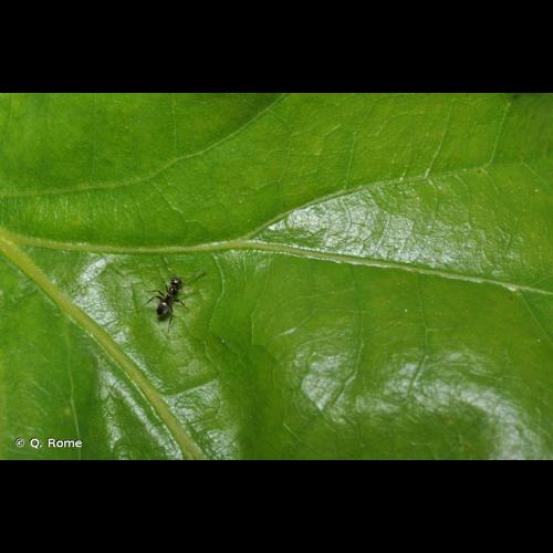 <i>Lasius platythorax</i> Seifert, 1991 © Q. Rome