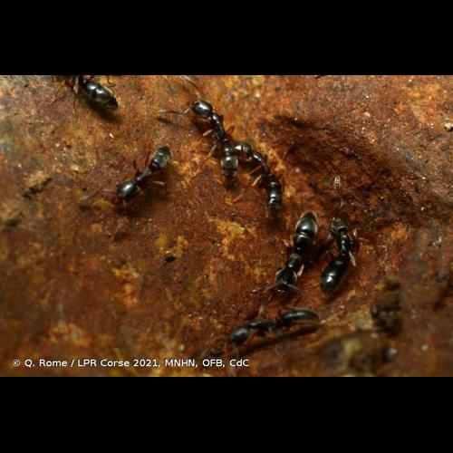 <i>Ponera coarctata</i> (Latreille, 1802) © Q. Rome / LPR Corse 2021, MNHN, OFB, CdC