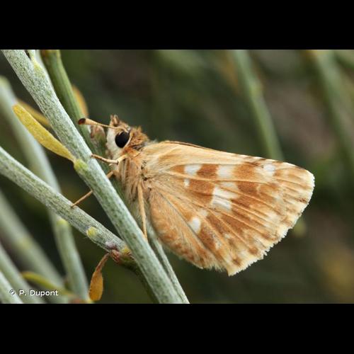 <i>Muschampia proto</i> (Ochsenheimer, 1808) © P. Dupont