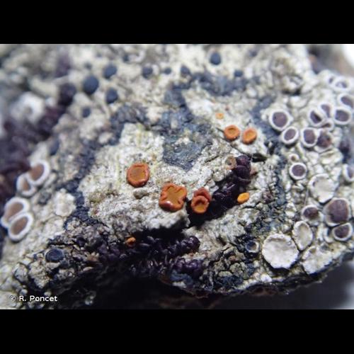 <i>Blastenia ferruginea</i> (Huds.) A.Massal., 1852 &copy; R. Poncet