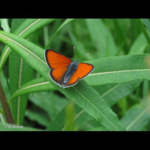 <i>Lycaena hippothoe</i> (Linnaeus, 1761) © S. Wroza