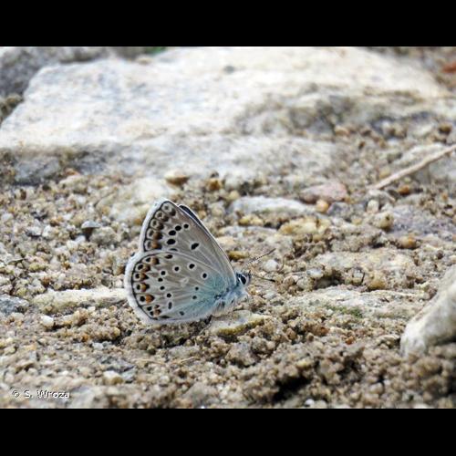 <i>Polyommatus escheri</i> (Hübner, 1823) © S. Wroza