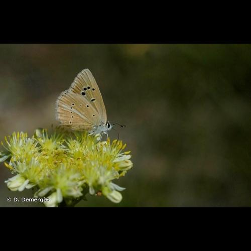 <i>Polyommatus dolus</i> (Hübner, 1823) &copy; D. Demergès