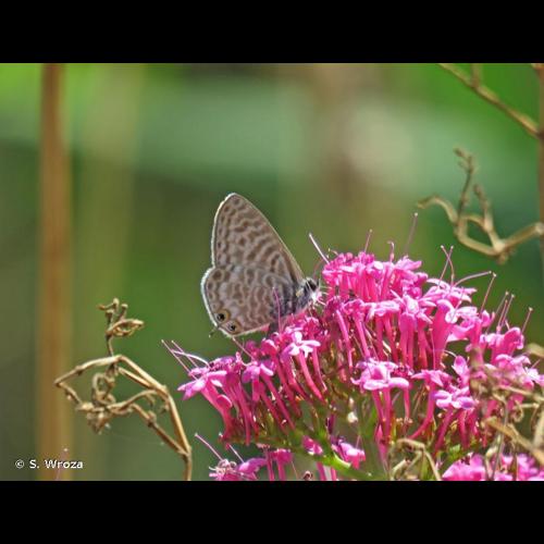 <i>Leptotes pirithous</i> (Linnaeus, 1767) &copy; S. Wroza